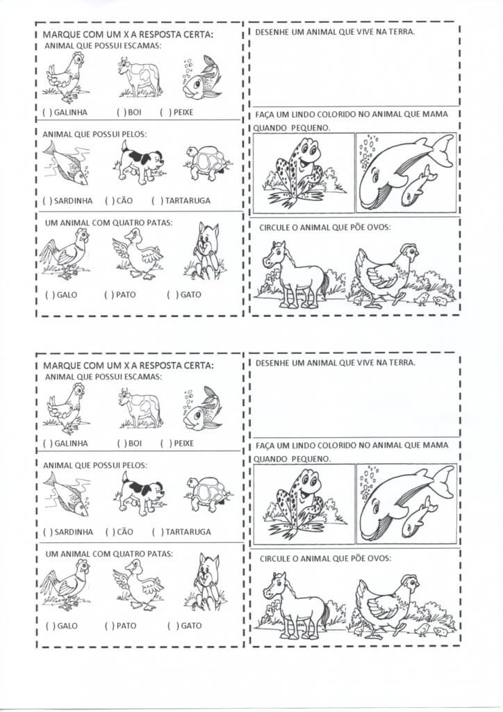 Animais Domésticos e Selvagens-Características