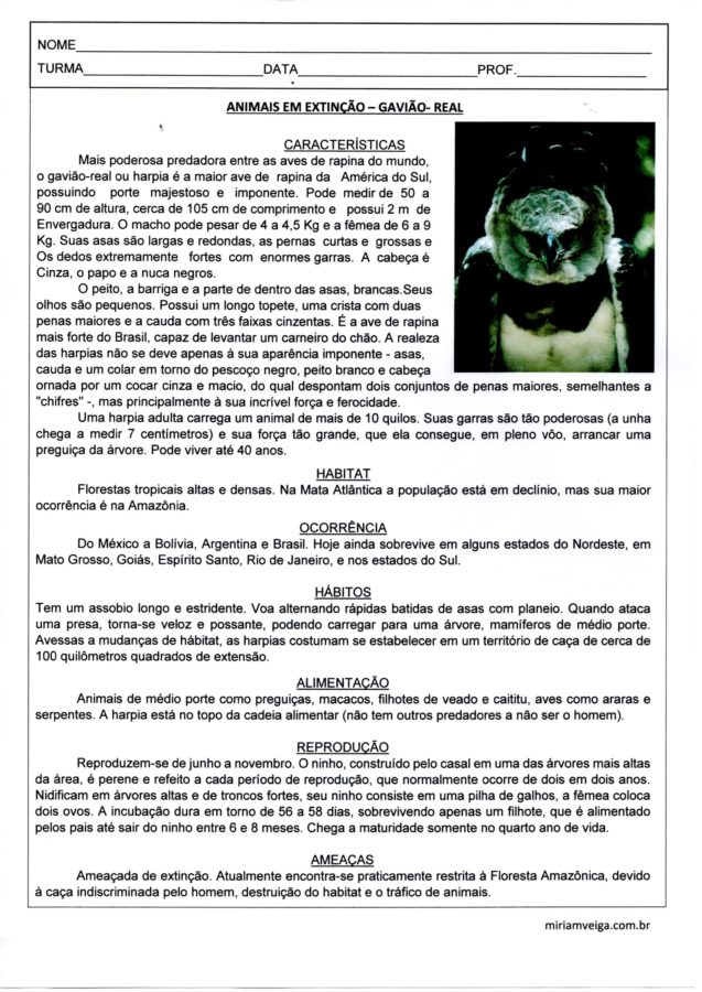 Animais em extinção-Gavião Real-Texto