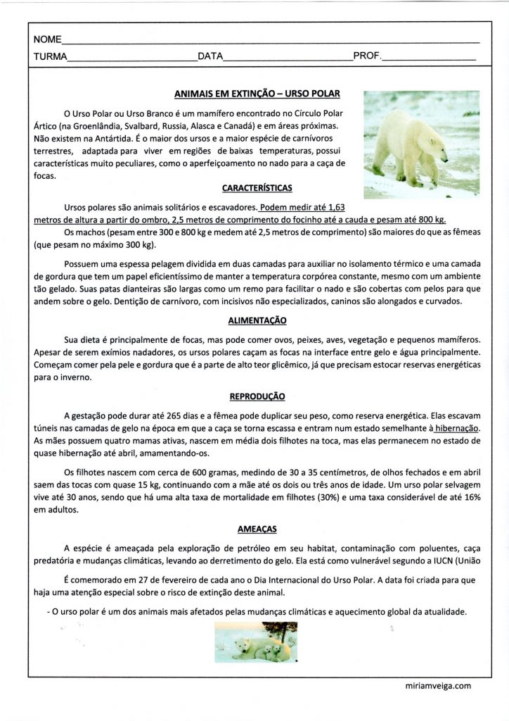 Animais em Extinção-Urso-Polar-Interpretação