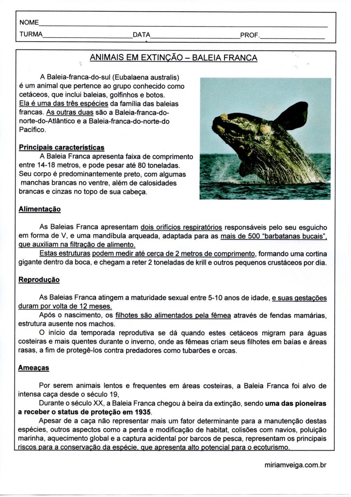 Animais em extinção-Baleia Franca-Texto